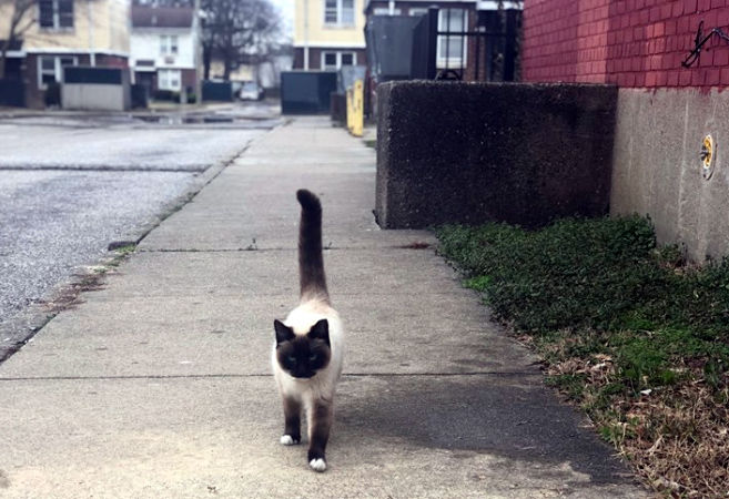 Cat walking the streets after 3-14-19 LMPD cat rescue